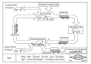 Weg der Sauen durch das System der arbeitsteiligen Ferkelproduktion