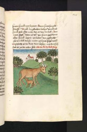 Kuh säugt Kalb; (Kapitel VI: Von dem Affen und der Schildkröte).