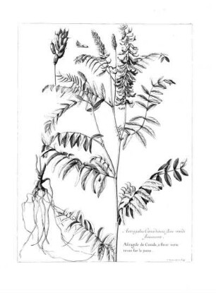 Astragalus Canadiensis Flore Viridi Flavescente
