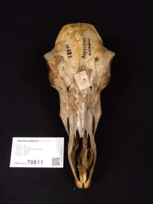 Aepyceros melampus, Gurui, Mount; Kondoa District, Tanzania