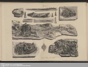Tab. XXXV. Fossil Fishes of the Chalk