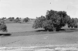 Ölbaumplantage (Libyen-Reise 1938)