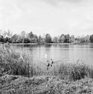 Groten Diek: vorn Schilf: in der Mitte Schwan mit zwei Jungschwänen: am gegenüberliegenden Ufer Häuser und Bäume
