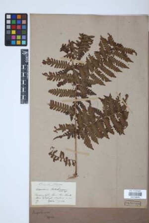 Aspidium