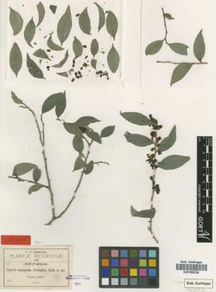 Schoepfia pringlei B.L.Rob. [isotype]