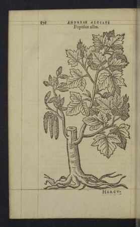 Populus alba.