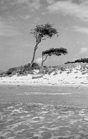 Darß, Windflüchter am Weststrand