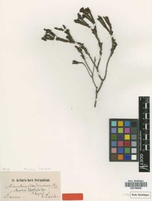 Microlicia tetrasticha Cogn.
