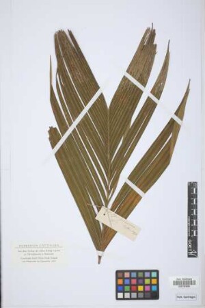 Geonoma
