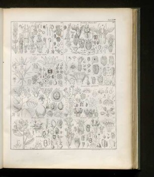 Tab. XXXVI