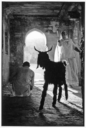 Jaisalmer. Ziege