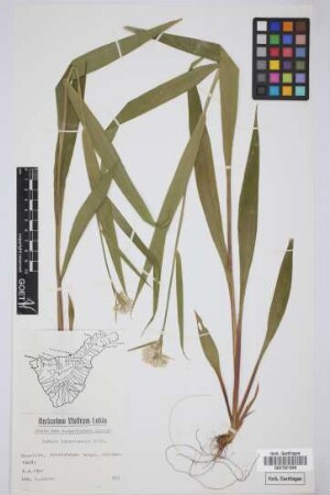 Luzula canariensis Poir.