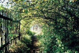 schmaler Weg zum Aussichtspunkt "Buche"