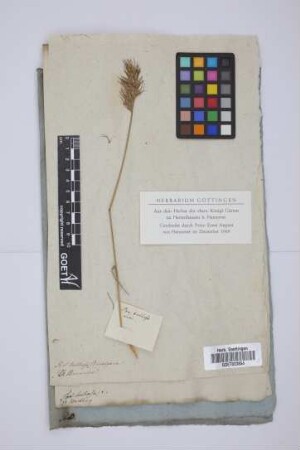Poa bulbosa vivipara