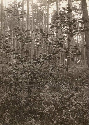 Faulbaum (Frangula alnus Mill., Syn. Rhamnus frangula L., Frangula dodonei Ard. nom. inval.) im Kiefernwald