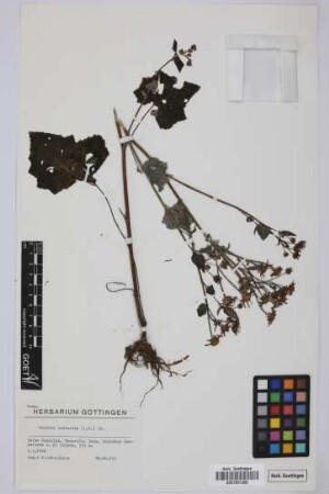 Senecio echinatus (L.f.) DC.