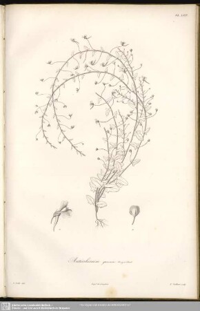 Antirrhinum graecum, Bory et Chaub