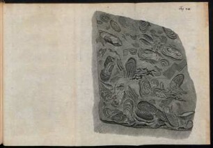 Fig. VIII.