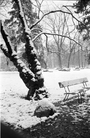 Winterstimmung im Stadtgarten.