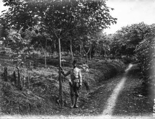 Pflanzung (Ostafrika-Reisen Uhlig 1901-1910)