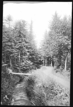 Altenberg. Zwischen Altenberg und Kipsdorf
