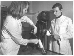 Kleintierpraxis. Entfernung eines Verbandes bei einem Hund