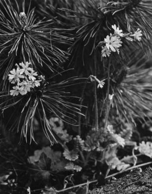 Mehlprimel (Primula farinosa) oder Mehlige Schlüsselblume, Gattung der Primeln (Primula)