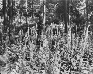 Unbekannter Ort. Fingerhut (Digitalis purpurea)