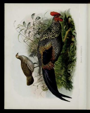 [Plate XXXIV.] Gallus Sonnerati