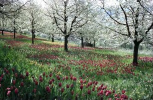 Mainau, Insel Mainau: Tulpenblüte und blühende Kirschbäume