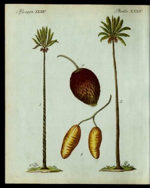 Palmen-Arten.