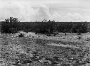 Vegetation : Blick über eine Vegetationsfläche