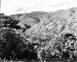 Yungalandschaft bei Chulumani (Südamerikareise 1926-1929)