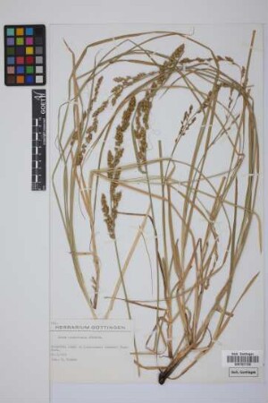 Carex canariensis Kük.