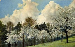 Postkartenalbum mit Motiven von Durlach. Baumblüte