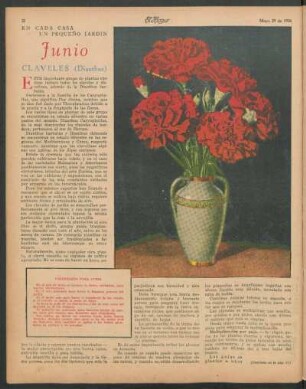 En cada casa un pequeño jardín : Junio - Claveles (Dianthus)