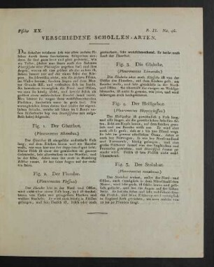 Fische XX. Verschiedene Schollen-Arten.