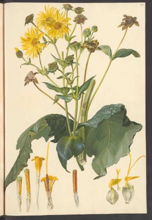 Silphium coniunctum, Blatt 591