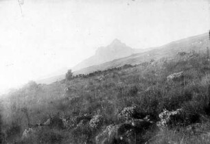 Graslandschaft mit Mawensi