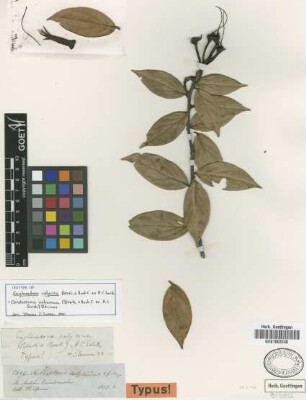 Anthopterus calycinus Spruce ex Benth. & Hook.f. [type]
