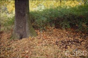 Potsdam, Park Sacrow, Grenzreste an der Römischen Bank.