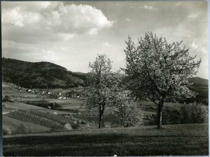 Kirschblüte im Markgräfler Land