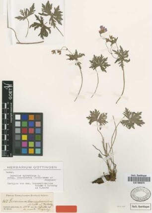 Geranium transsylvanicum Schott & Kotschy ex R.Knuth [isotype]