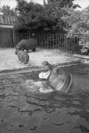 Heißer Sommertag im Karlsruher Zoo