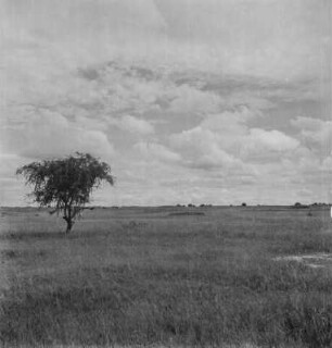 Baum : Einzel stehender Baum auf einer Ebenen Fläche in der Region Shinyanga