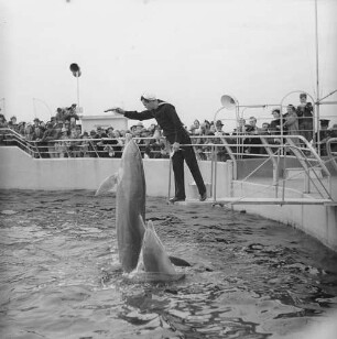 Florida, Marineland of Florida, Delphinshow