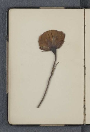 [Getrocknete Rose]