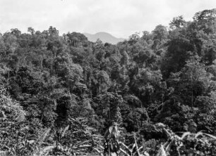 Urwald auf Sumatra : Blick auf die Baumkronen des Urwalds auf Sumatra.