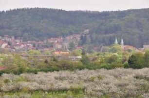 Vorharzgebiet - Blick auf Gernrode : Blühende Obstbäume dominieren im Frühling das hügelige Vorharzgebiet in der Nähe von Gernrode, aufgenommen am 5. Mai 2010