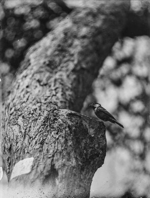 Kohlmeise : Eine Kohlmeise (Parus major Linnaeus) mit Futter vor der Nisthöhle.